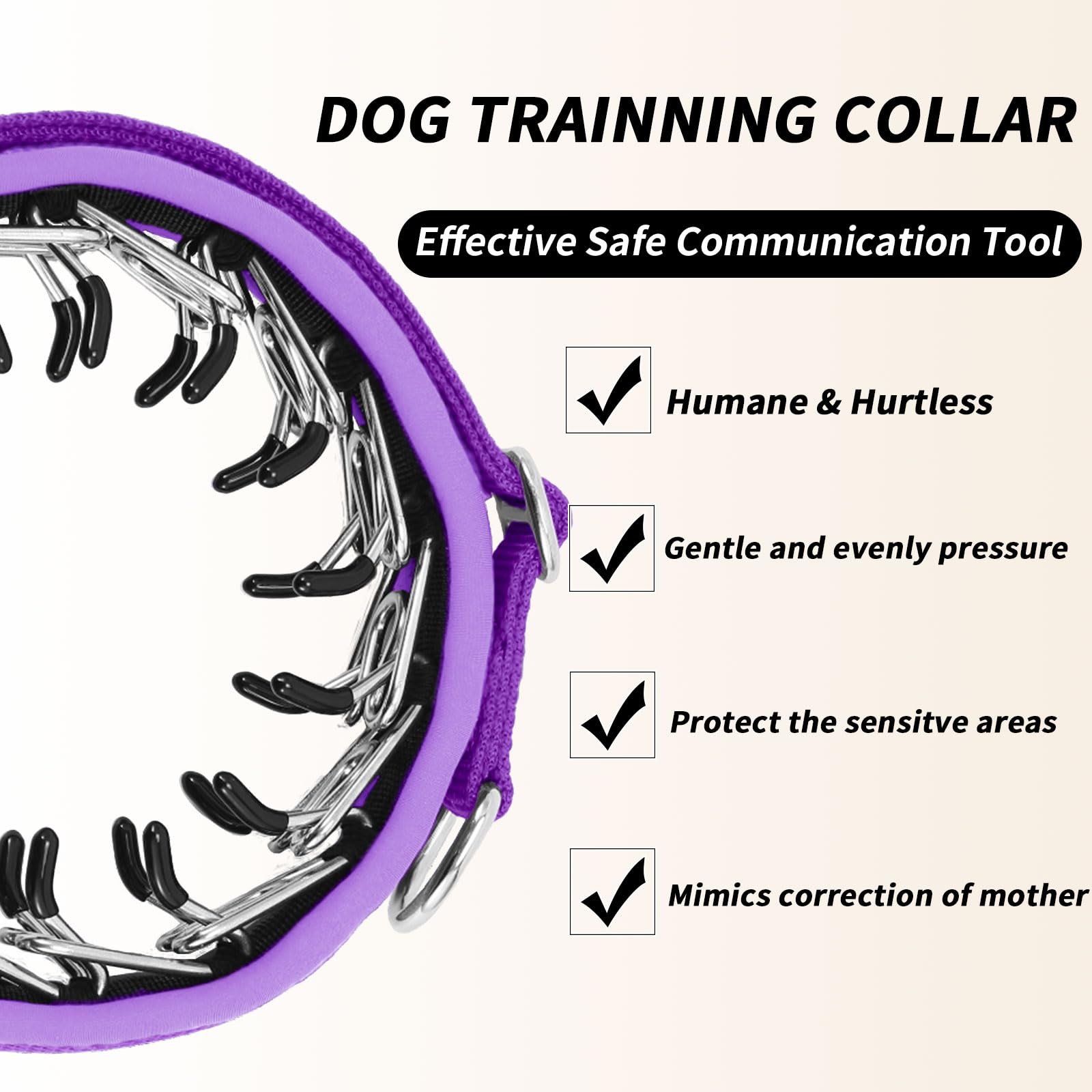 Anglevate Martingale Collar buckle area demonstrates sturdy construction for secure fit across breeds.