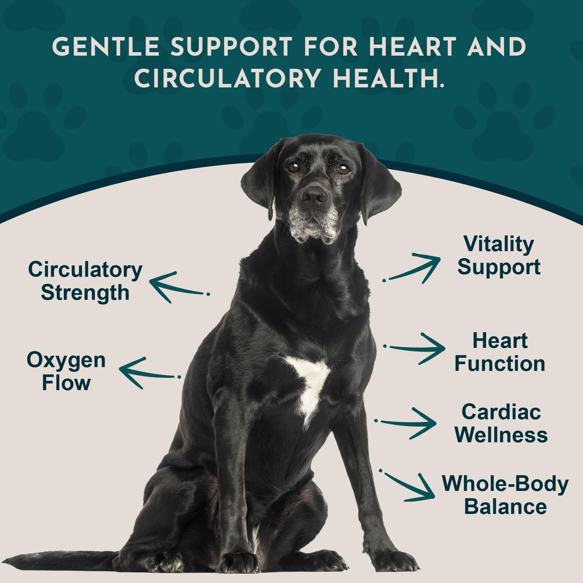 Animal Essentials Heart Health dropper image shows precise twice-daily dosing.