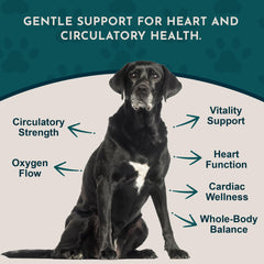 Animal Essentials Heart Health dropper image shows precise twice-daily dosing.