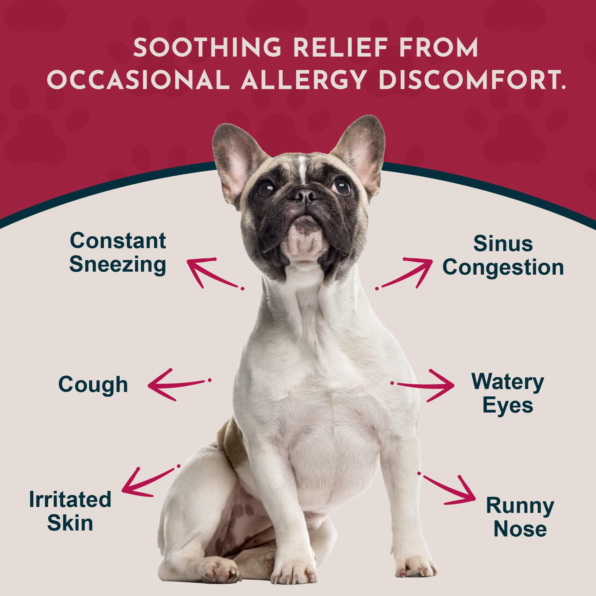 Animal Essentials licorice tincture closeup highlights plant-based respiratory support potential.