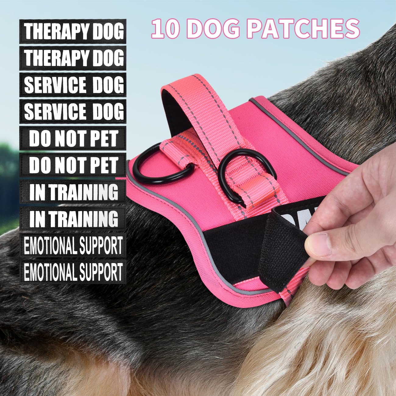 Animire size range S to XL; fits small to large dogs.