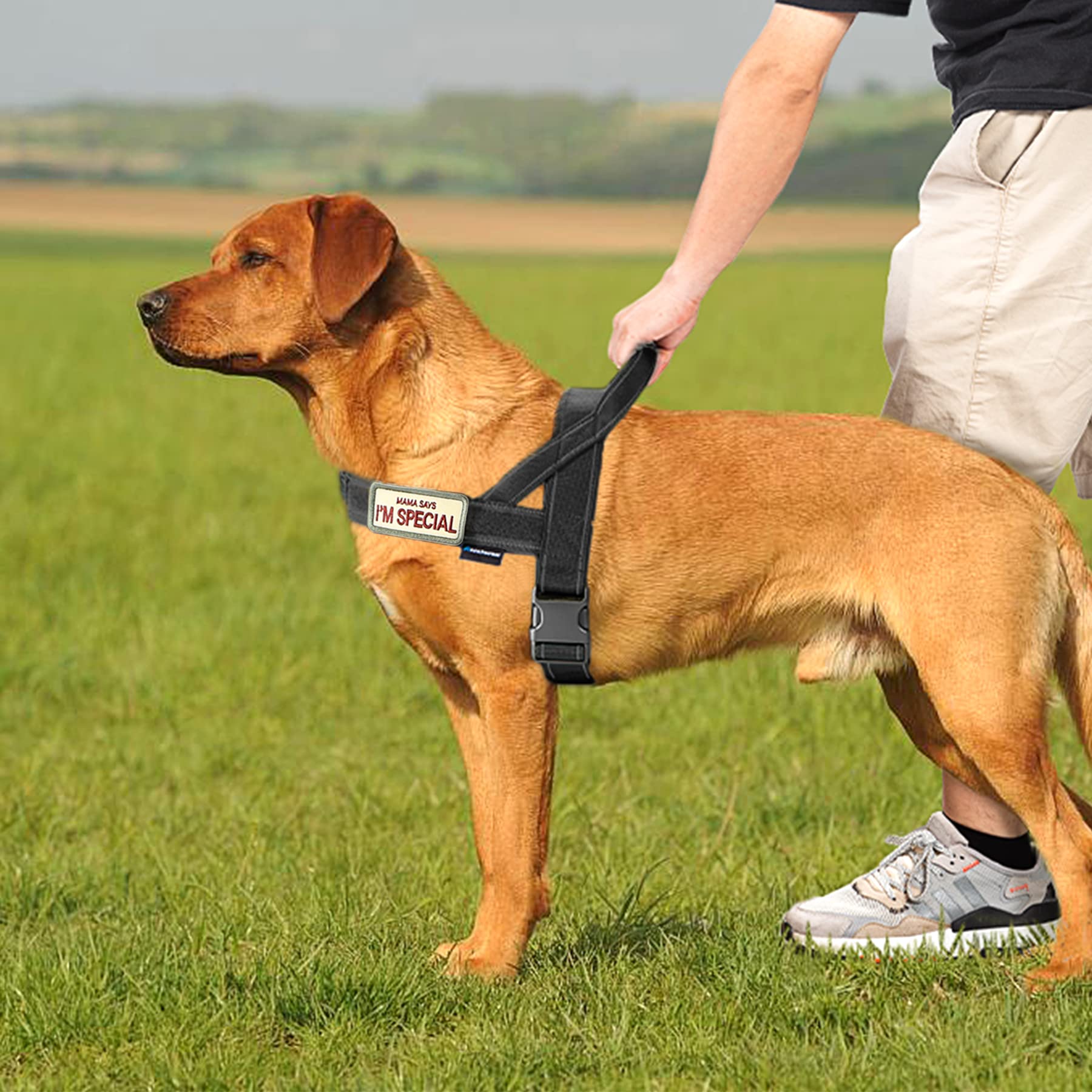 Annchwool five sizes ensure a proper fit for small to large dogs.
