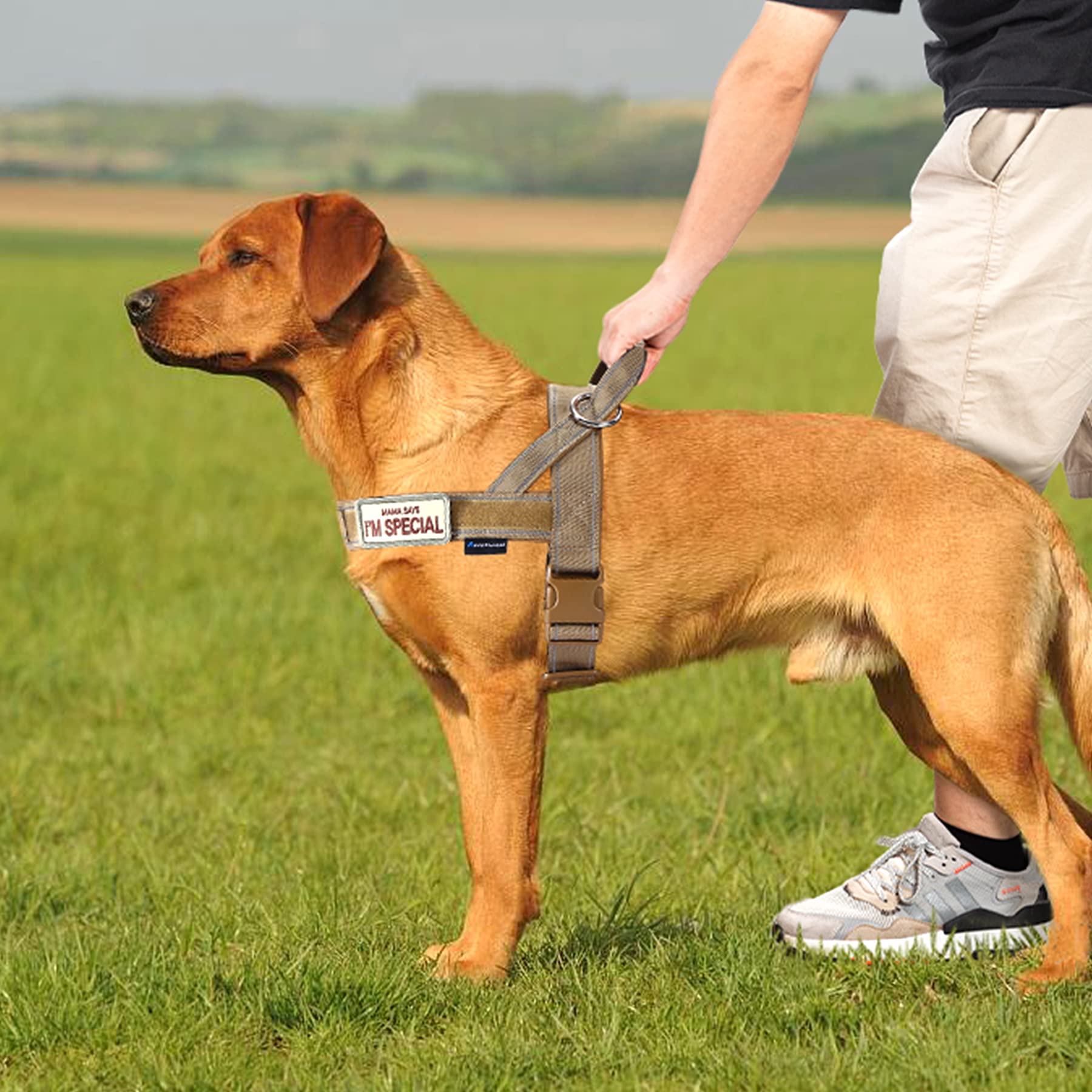 Annchwool quick-fit adjustment makes sizing easy as dogs grow or change.