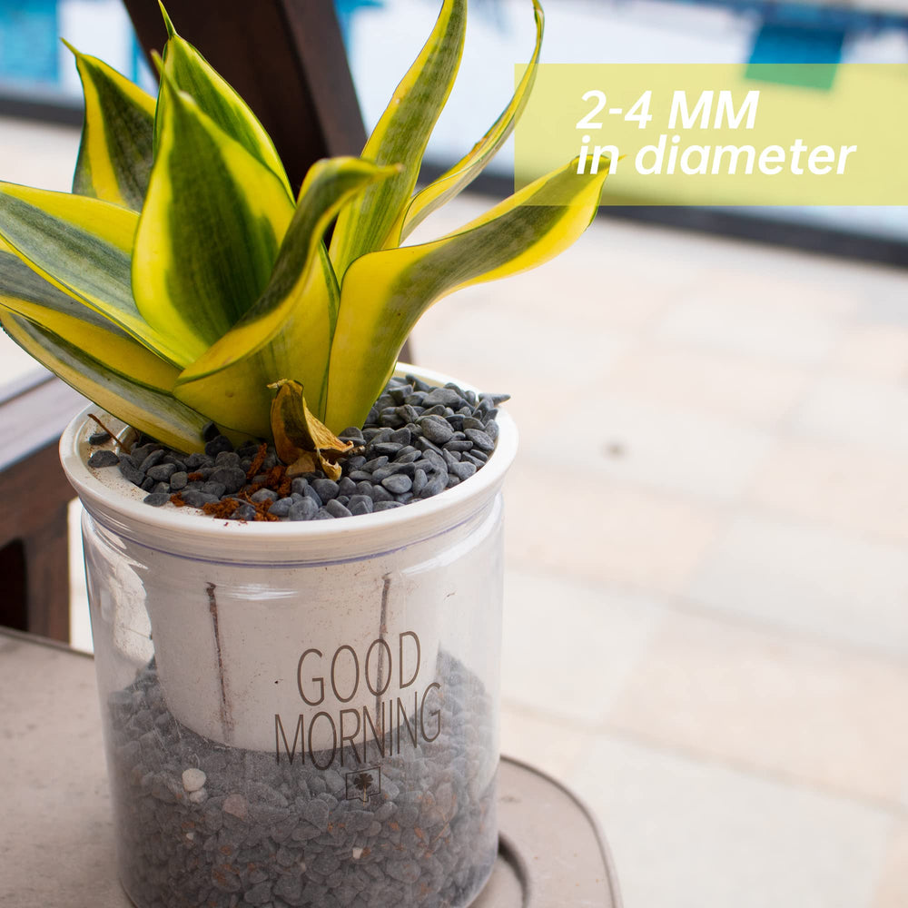 Anothera one-quarter-inch gravel for succulents detail in hand reveals premium decorative stones for displays.