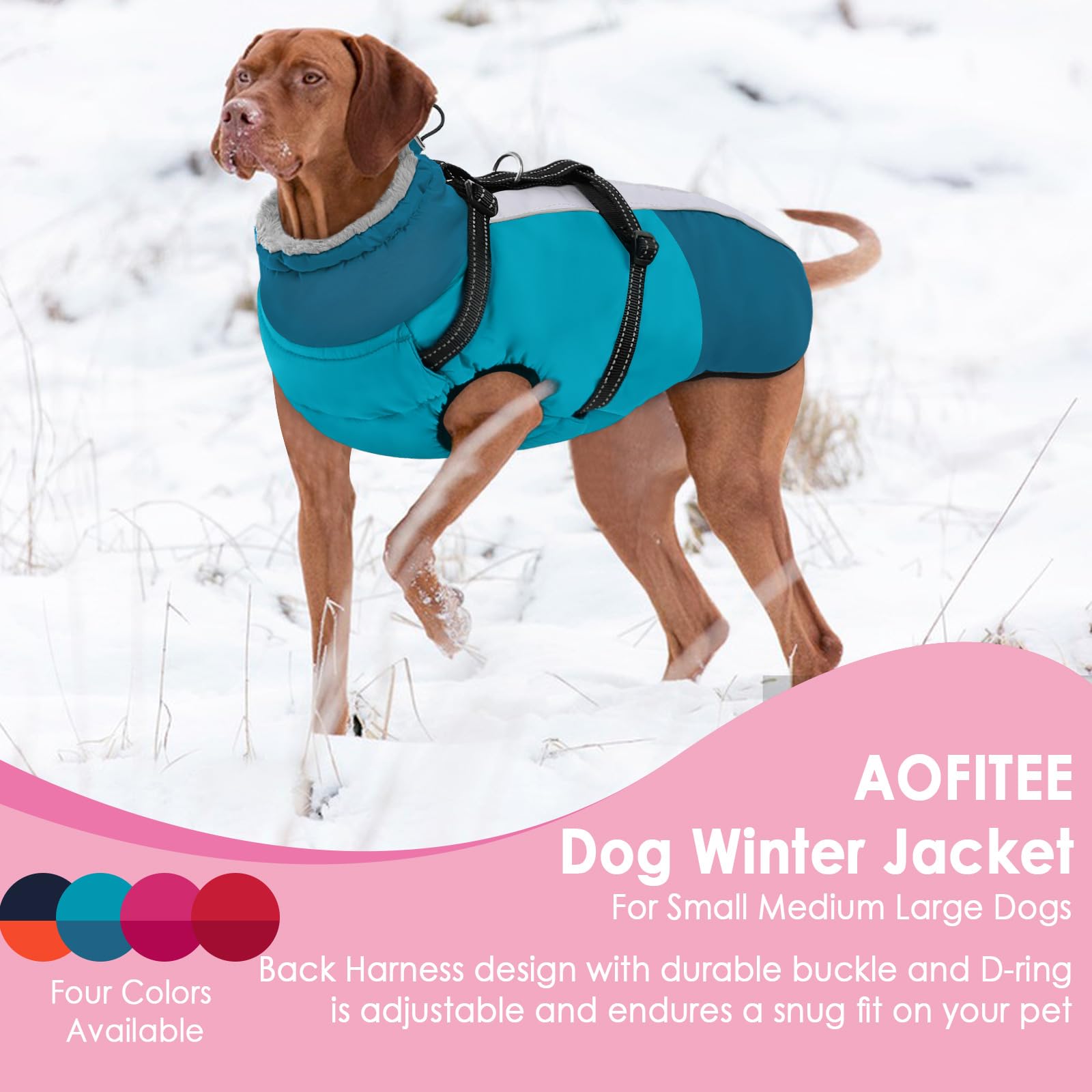 AOFITEE turquoise 2XL on a large dog demonstrates confident outdoor readiness.