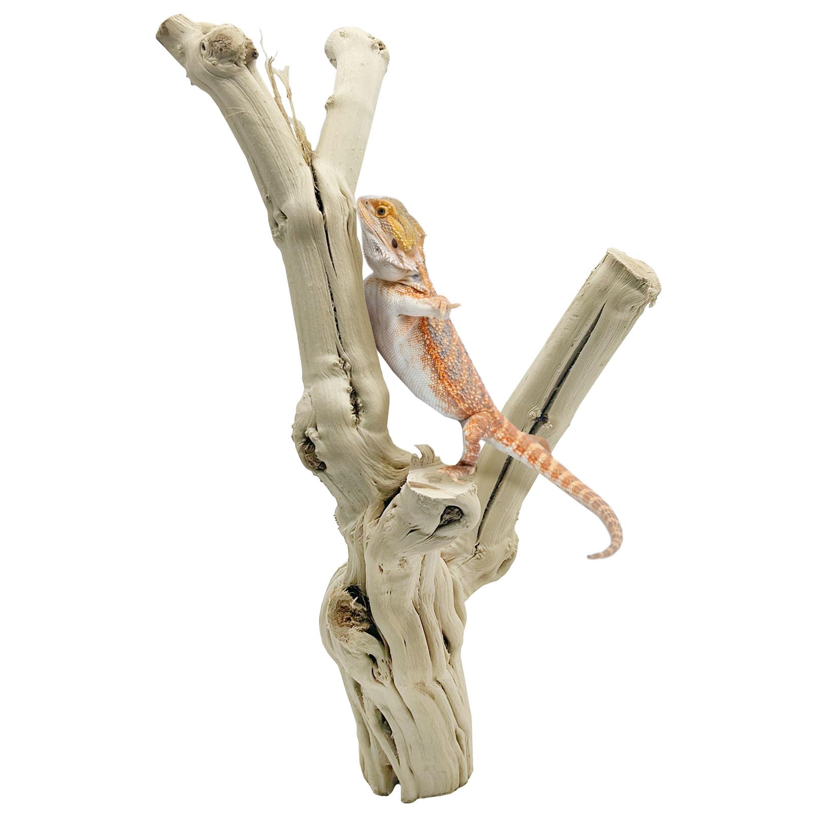 Apatal reptile branch natural wood extra-large for climbing enrichment in terrariums.
