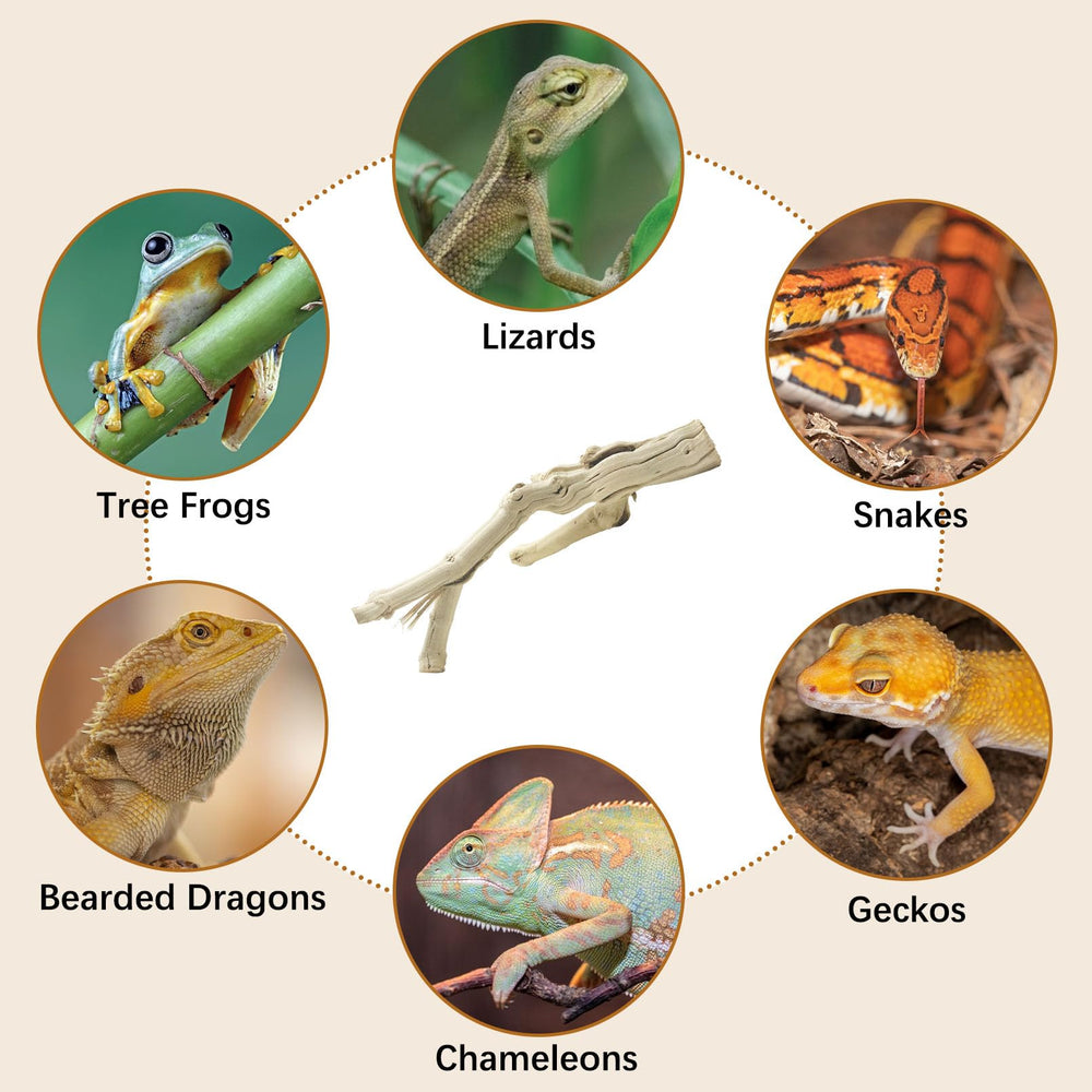 Apatal reptile branch terrarium-decor-details adds dimensional interest and enrichment.
