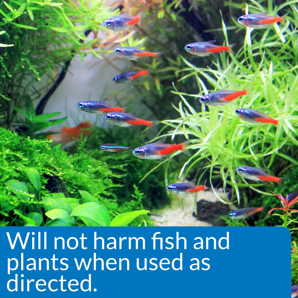 API ALGAEFIX: seguro para peces y plantas cuando se aplica correctamente