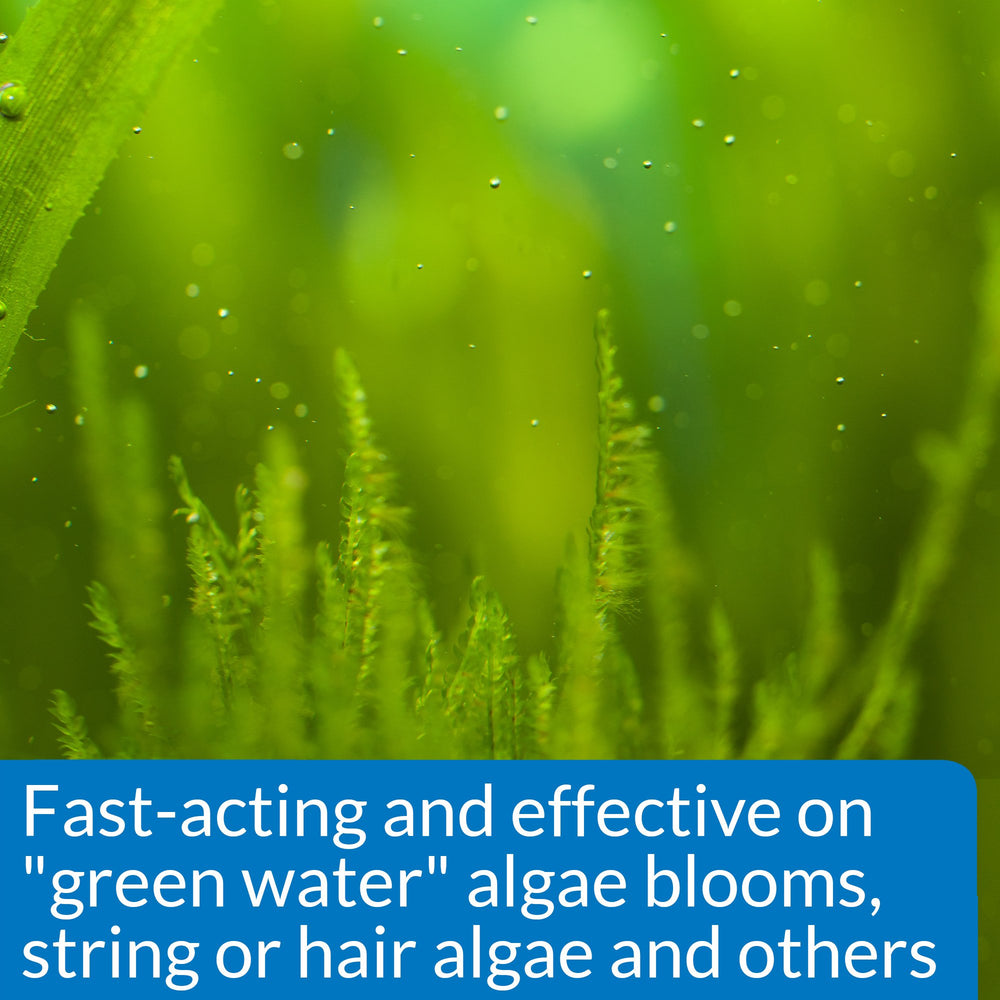 API ALGAEFIX: acción rápida contra algas verdes y hebras en el acuario