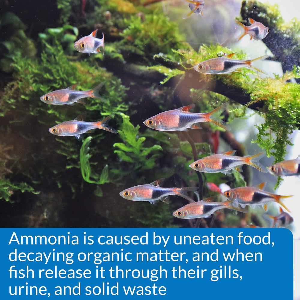 API Ammonia 130-Test Kit in-aquarium setup shows practical monitoring