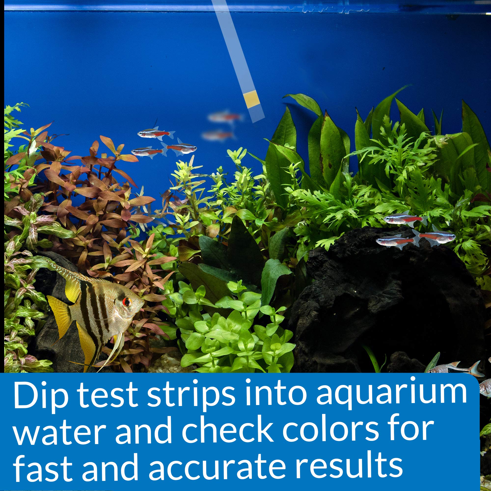 API Ammonia test for freshwater and saltwater tanks for monitoring