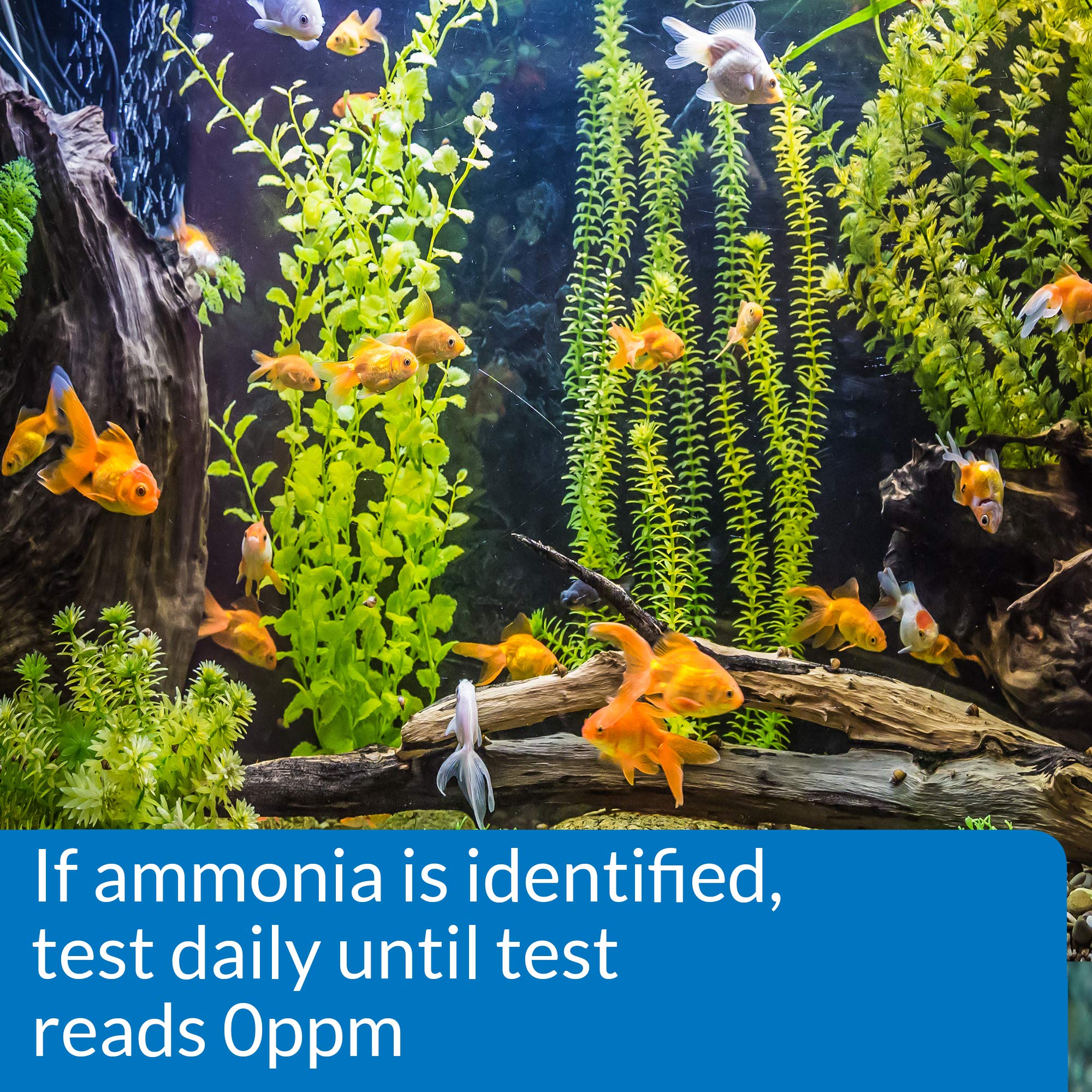 API Ammonia strip results colors matched to chart