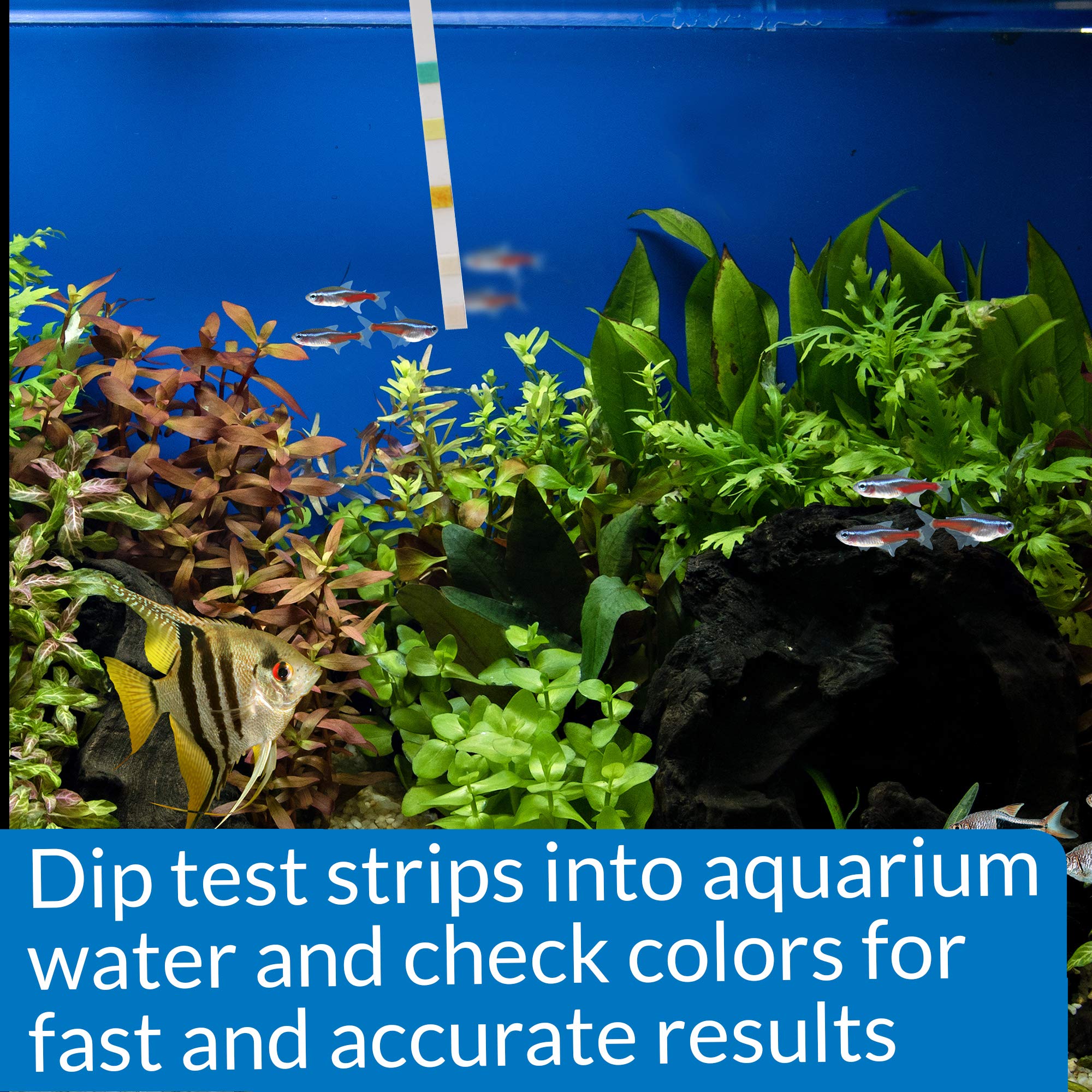 API aquarium testing kit in use for weekly water health checks.