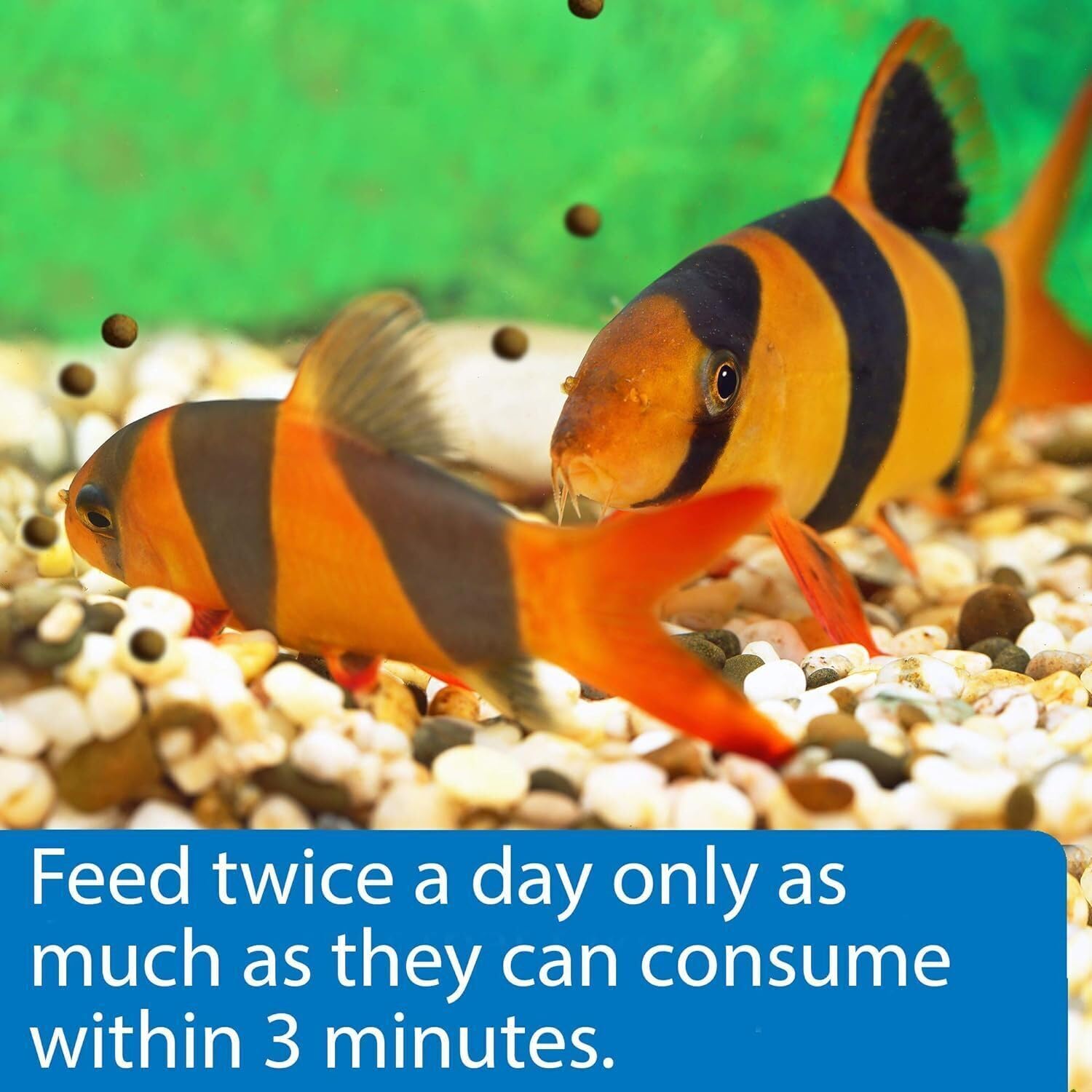 API Bottom Feeder Shrimp Pellets in aquarium water promoting cleaner feeding