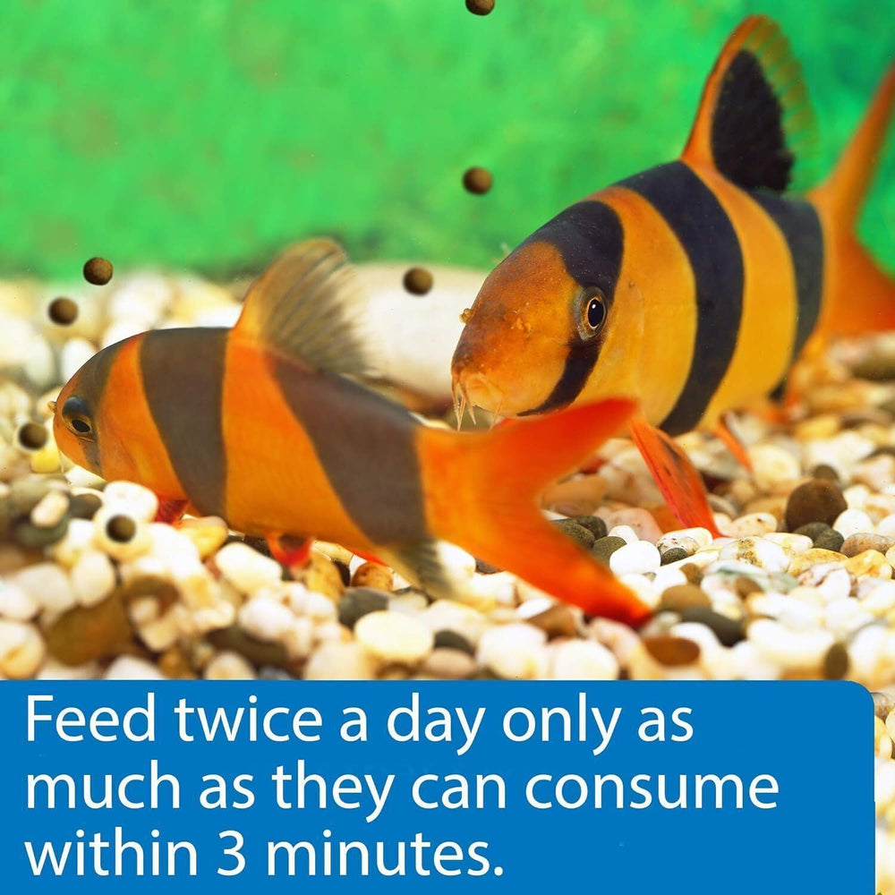 API Bottom Feeder Shrimp Pellets in aquarium water promoting cleaner feeding