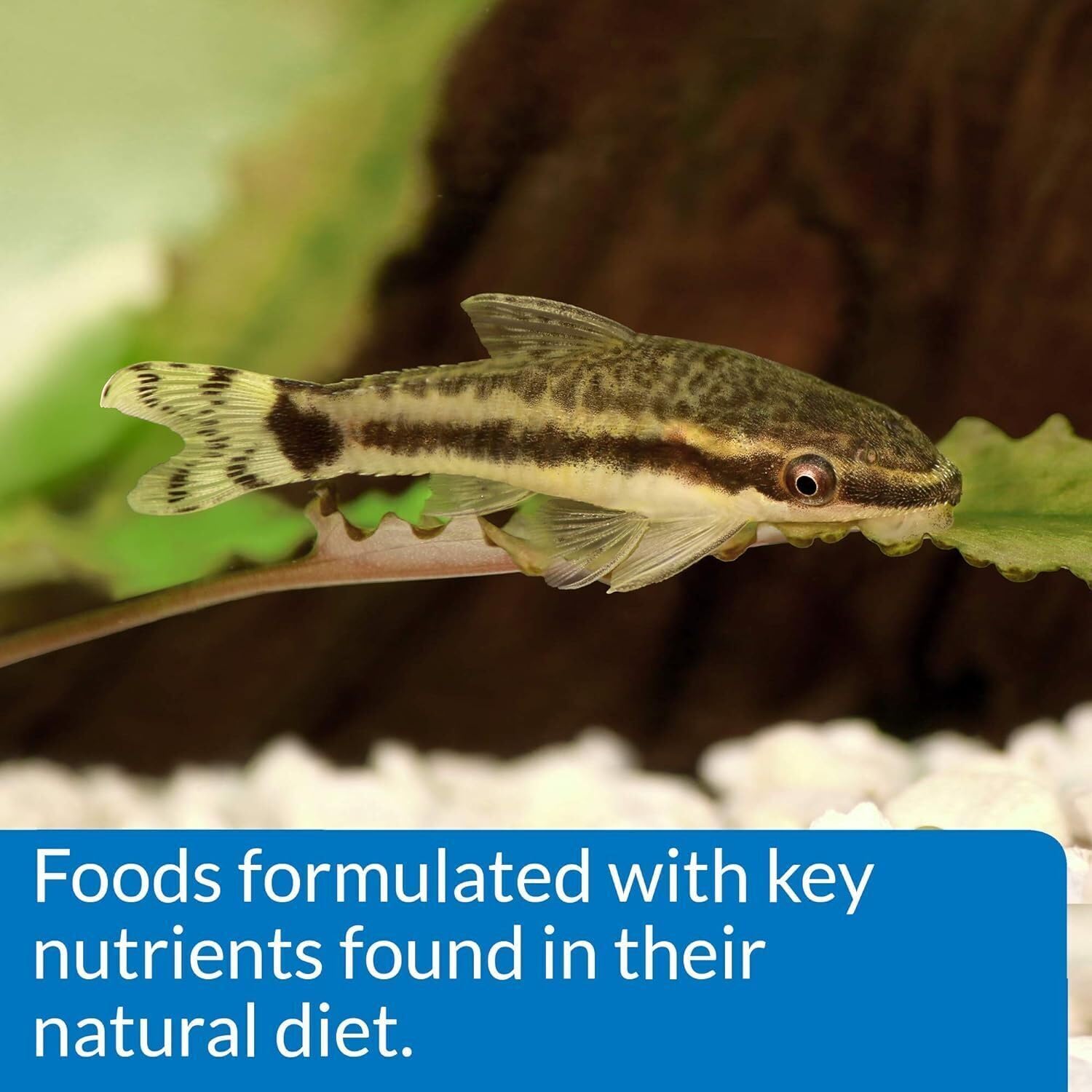 API Bottom Feeder Shrimp Pellets used with bottom-dwelling fish in tank