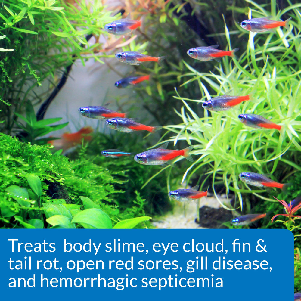 API FIN & BODY CURE dosing in water during bacterial symptoms in freshwater fish.