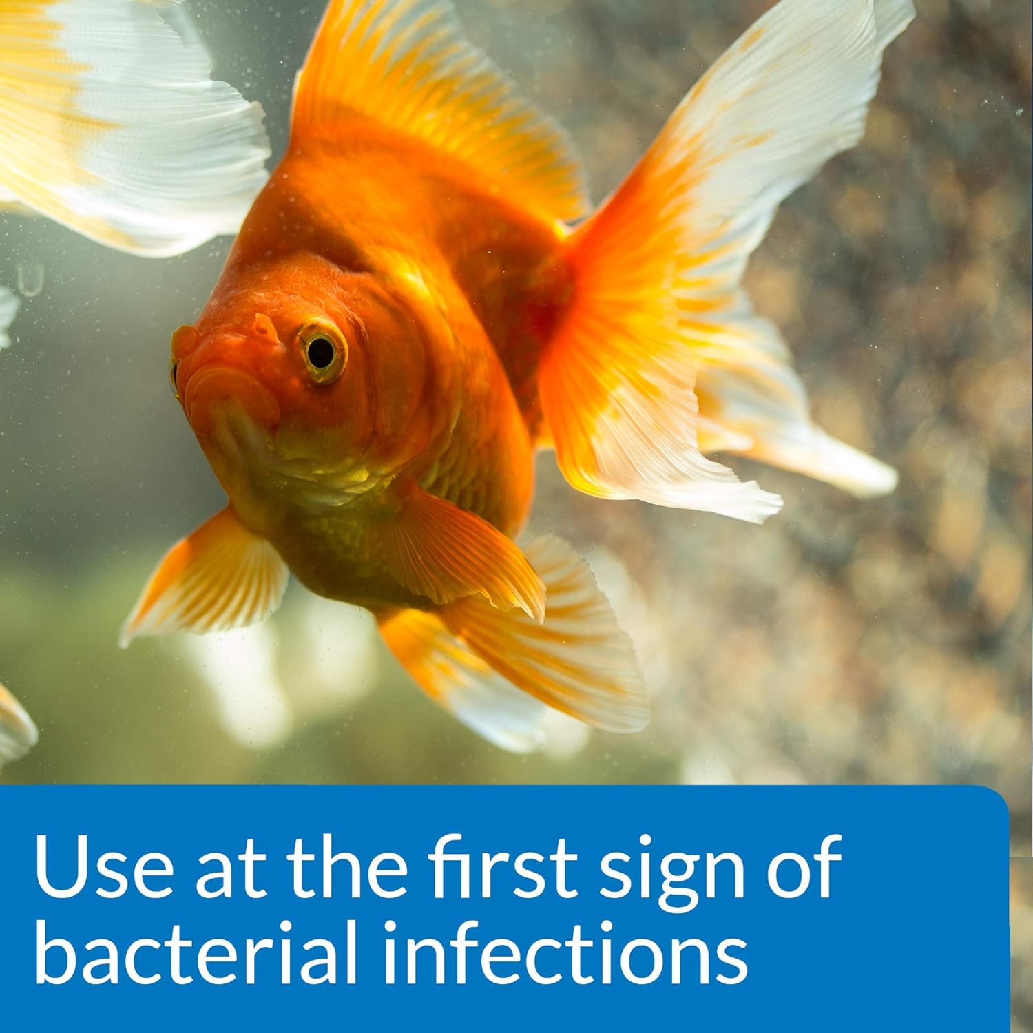 API Fin & Body Cure addresses gill disease signs in freshwater tanks.