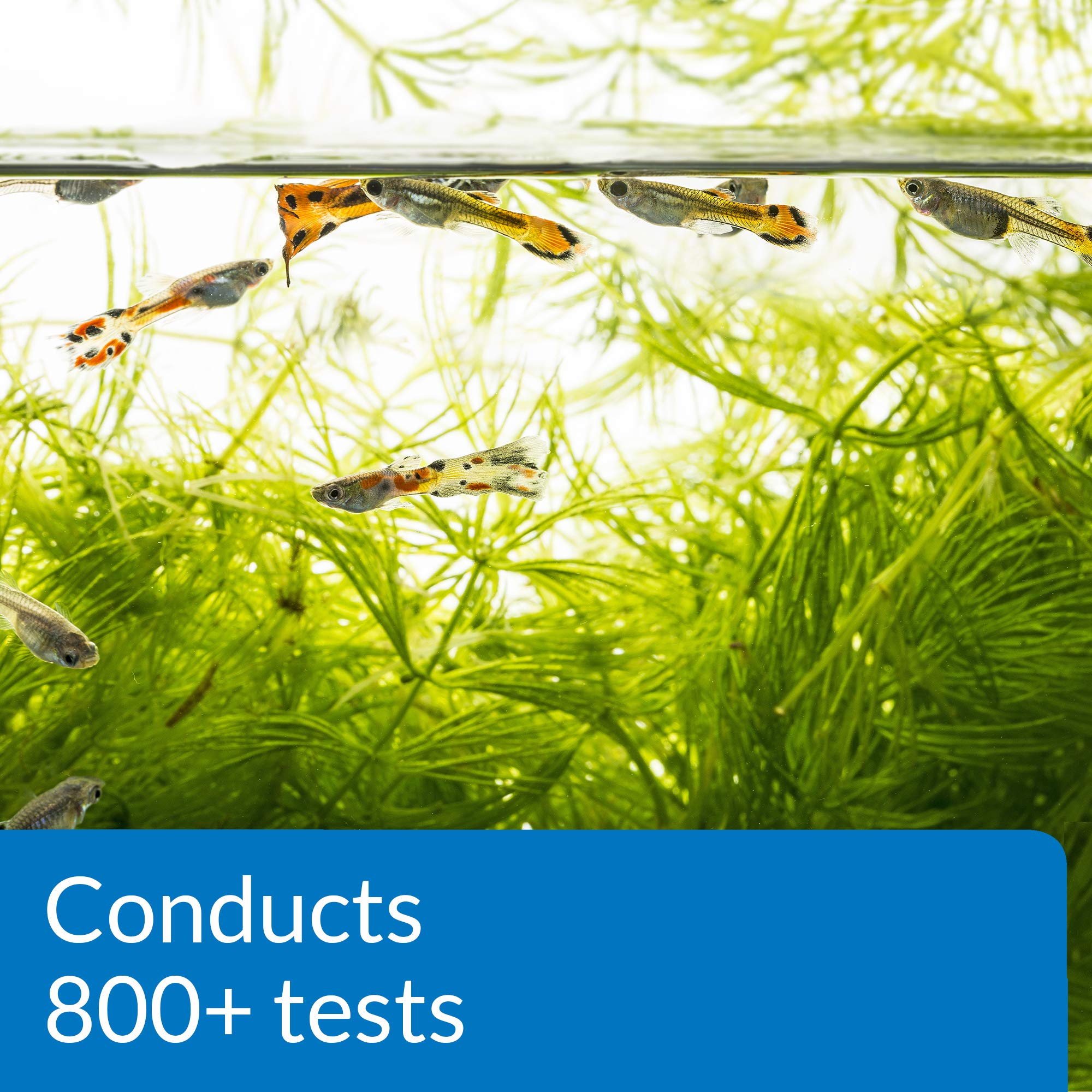 API Freshwater Master Test Kit nitrite and nitrate tests enable proactive tank management.