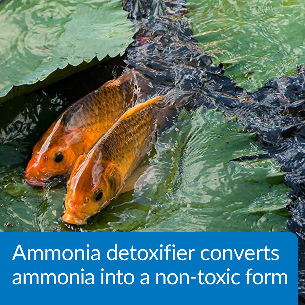 API POND AMMO-LOCK in-pond-tank scene shows detoxification improving water quality for fish.