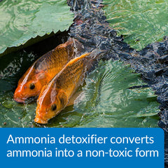 API POND AMMO-LOCK in-pond-tank scene shows detoxification improving water quality for fish.