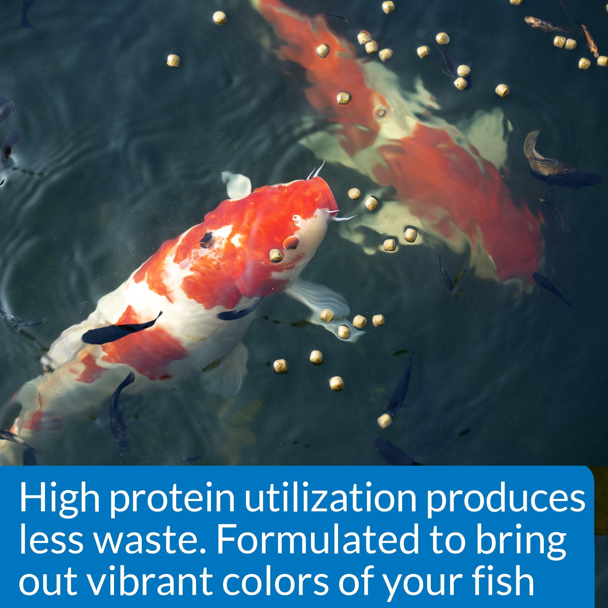 API POND COOL WATER FOOD usage tips illustration for daily feeding routine.