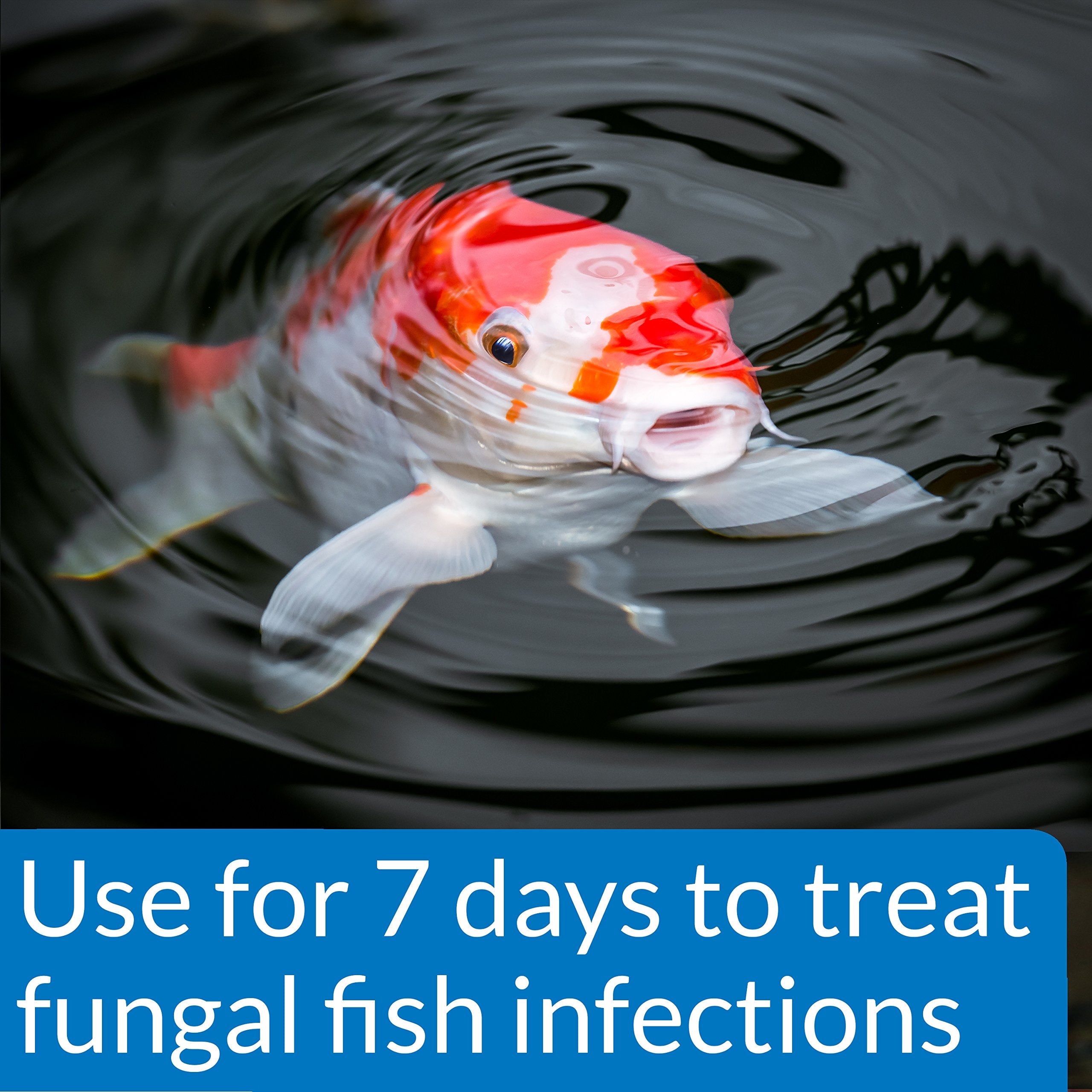 API POND PIMAFIX with koi demonstrates infection care in ponds