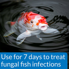 API POND PIMAFIX with koi demonstrates infection care in ponds