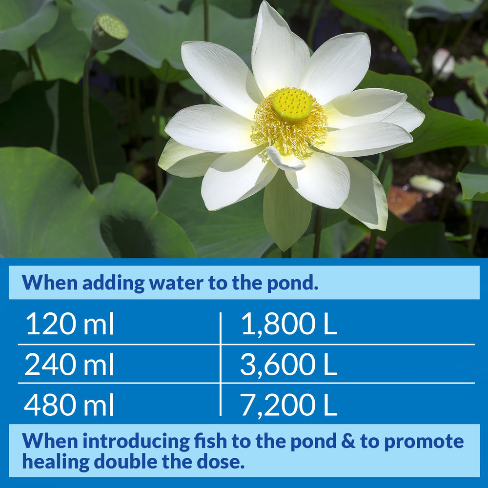 API POND STRESS COAT pond-scene shows healthy fish environment with safe water changes.