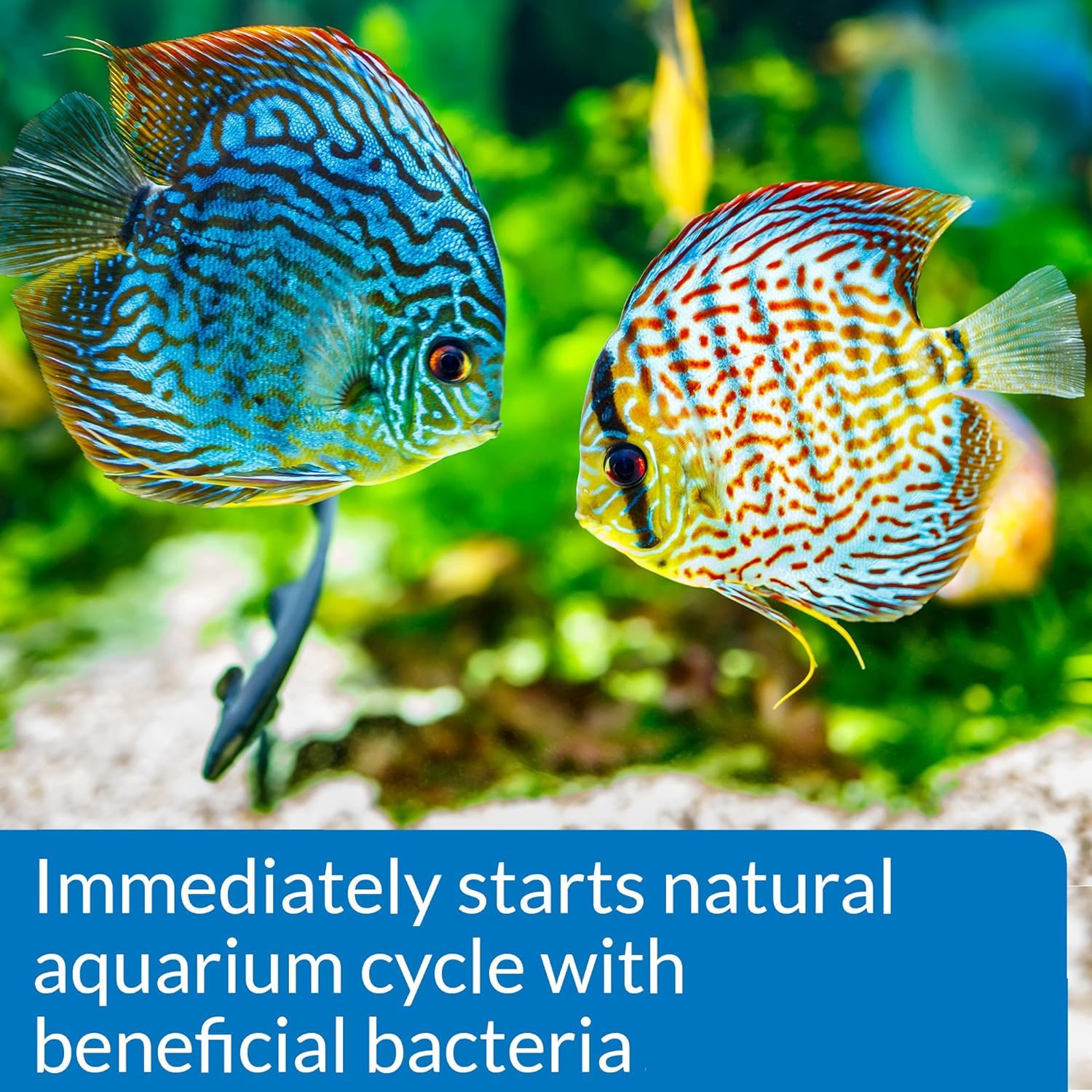 API Quick Start label shows live bacteria for quick cycle aid.