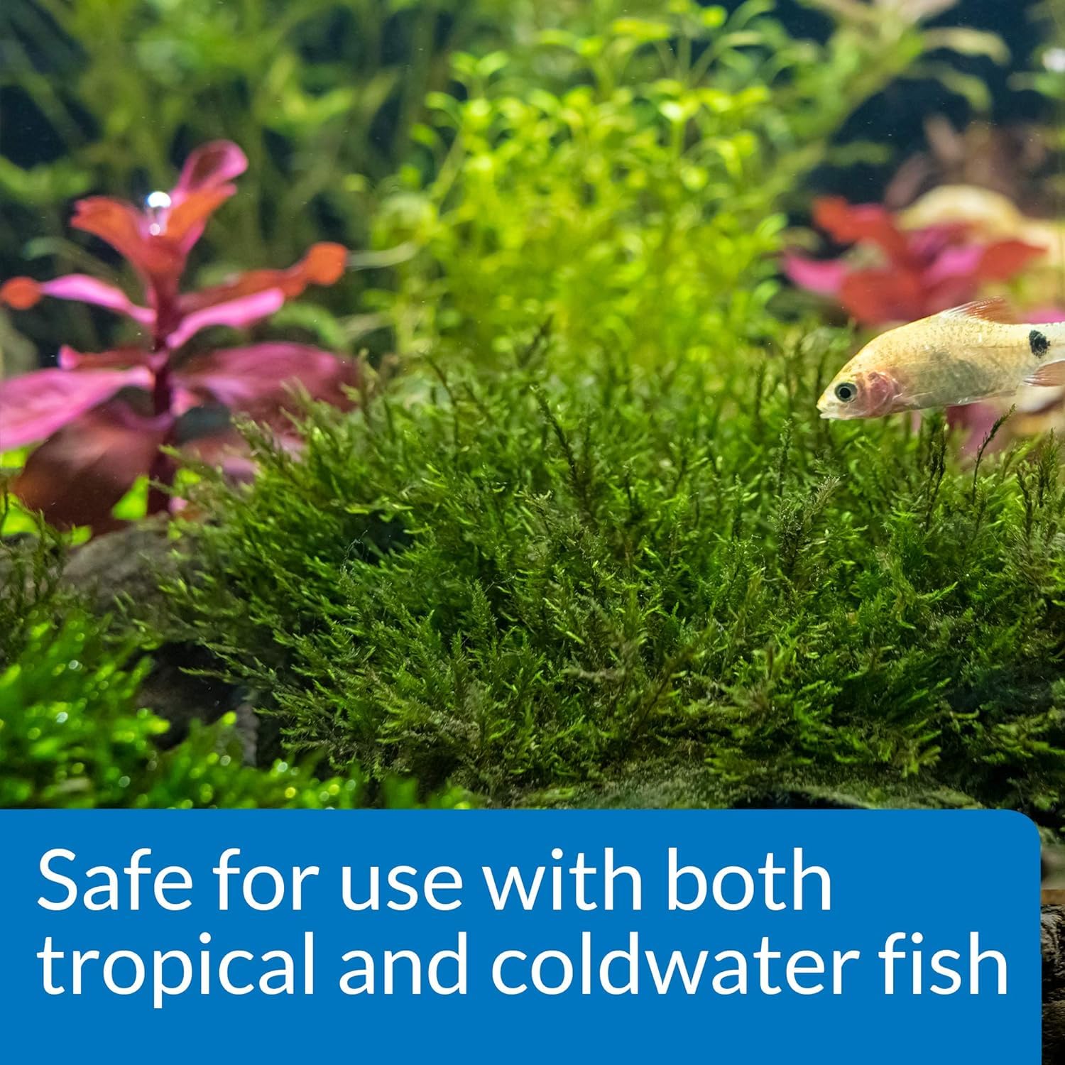 Healthy freshwater aquarium plants thriving after API Root Tabs use.