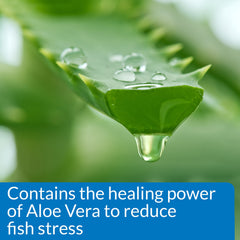 Healthy fish in a clear tank after conditioning with API STRESS COAT