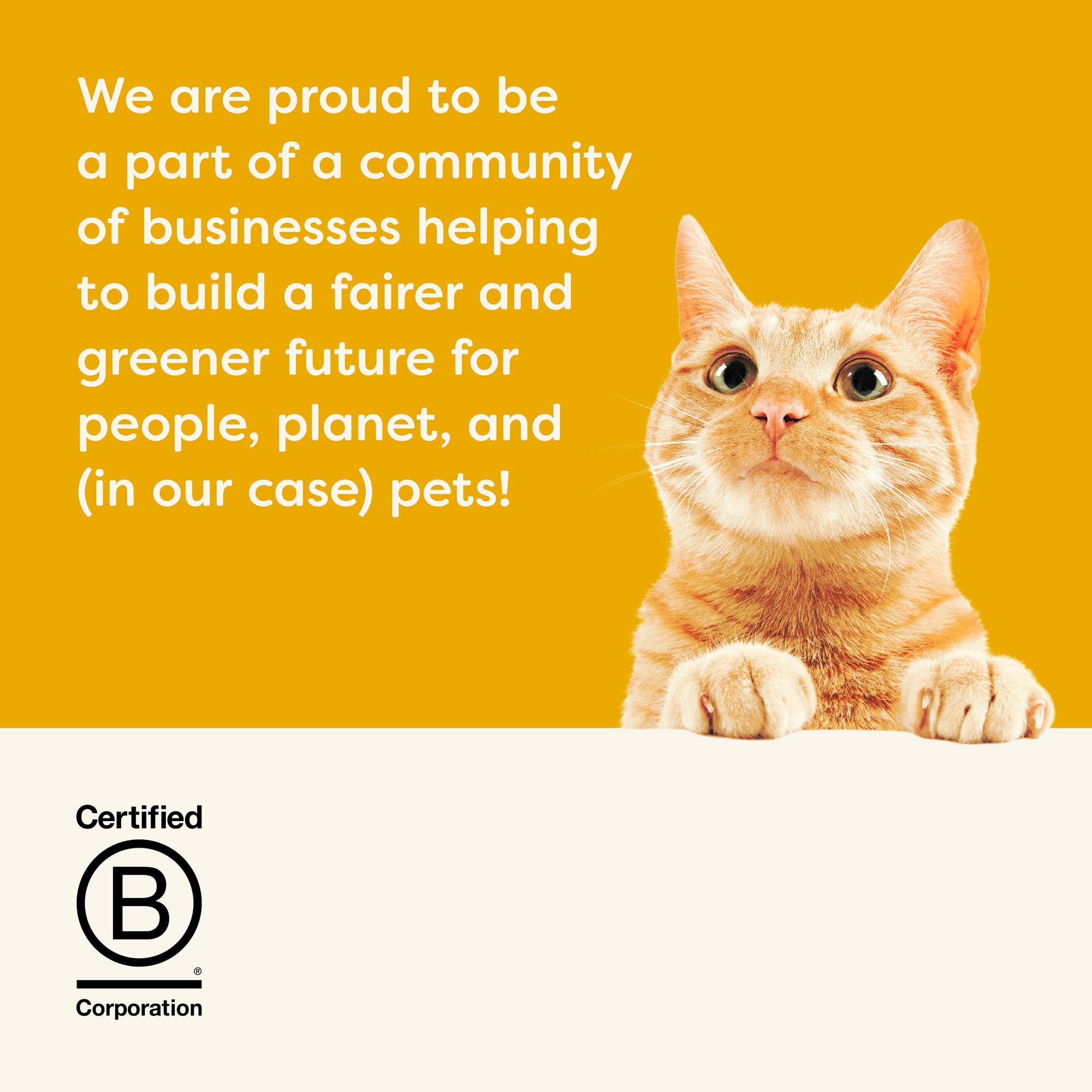 Applaws complementary kitten meals with dry food, supporting balanced nutrition.