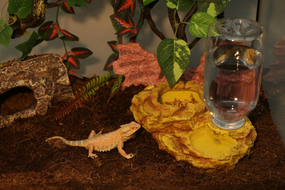 AQUA KT bearded dragon feeder accessory promotes organized feeding in a natural setup