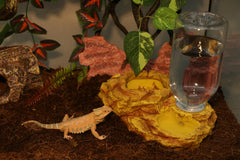 AQUA KT 2-in-1 feeder with water dish supports clean meals and hydration