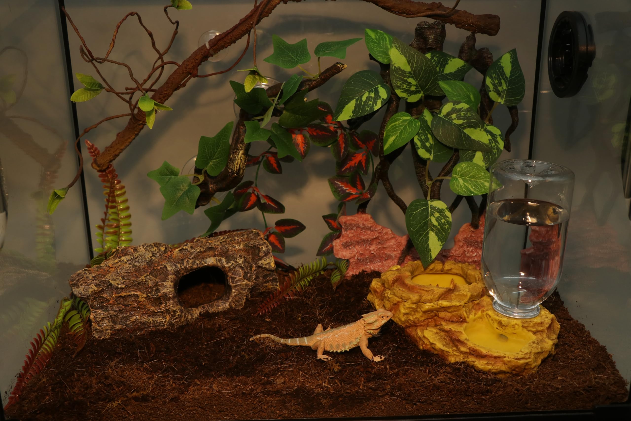 AQUA KT reptile anti-escape feeding bowl helps reduce messy escapes during meals