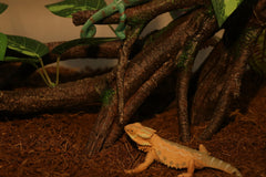 AQUA KT branch in terrarium scene demonstrates realistic climbing enrichment for various species