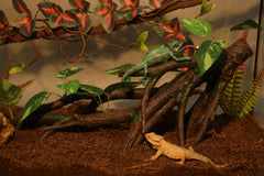 AQUA KT leaves closeup highlights resin texture and leafy camouflage for reptiles