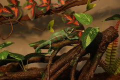 AQUA KT branch side view shows smooth surface safe for gentle reptile contact