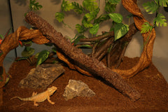 AQUA KT climbing stick in a terrarium blends with natural decor and enriches climbing spaces.