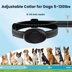 Aquamorph training mode safe shock demonstrates controlled discipline without harming your dog.
