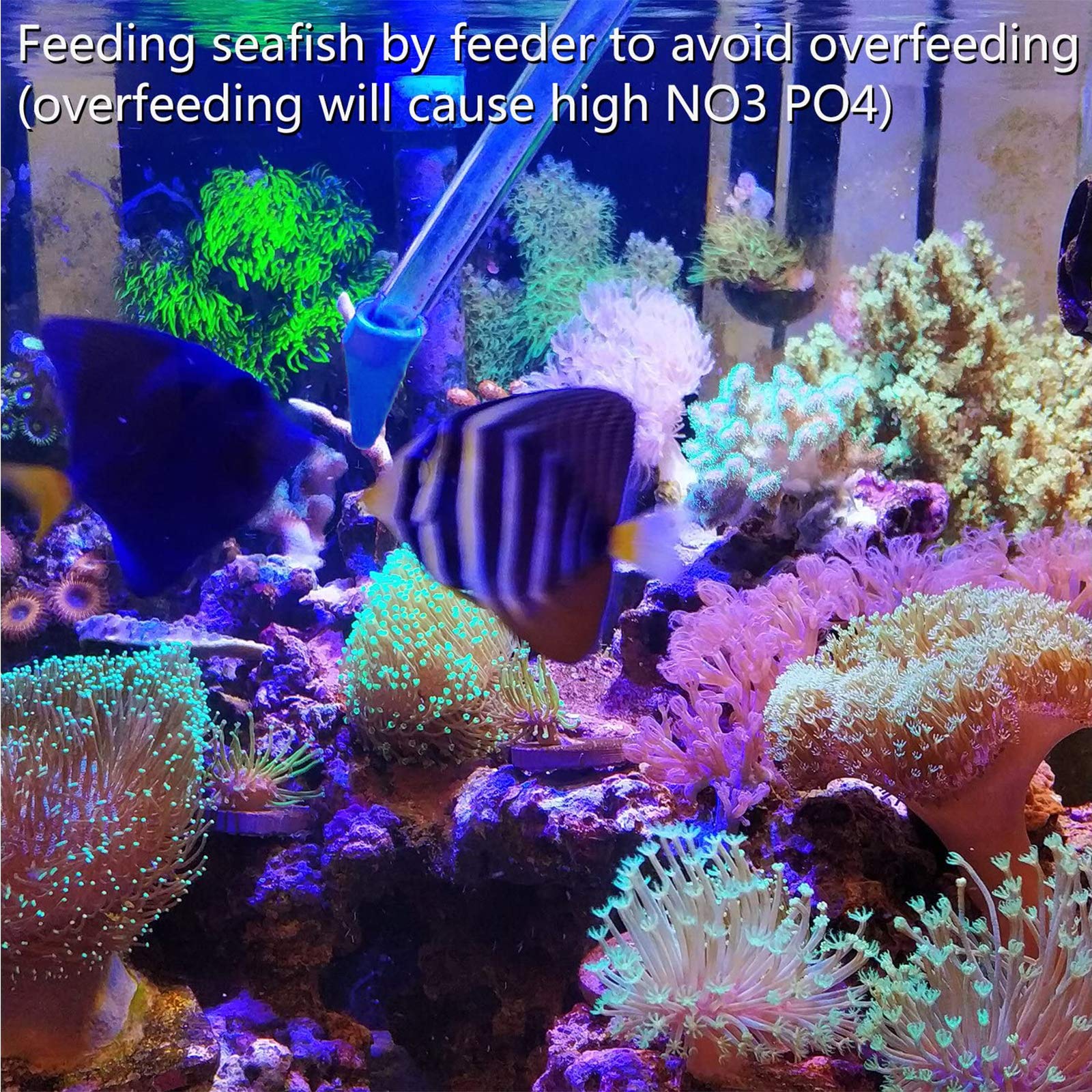 Aquarium Choice detachable nozzle and cap for easy cleaning after use