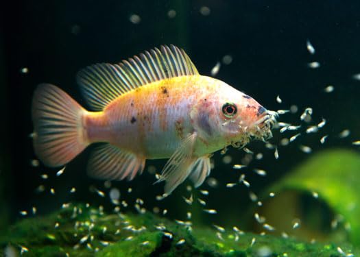 Aquatic Foods Inc. label on jar communicates quality and family-owned aquarium expertise.