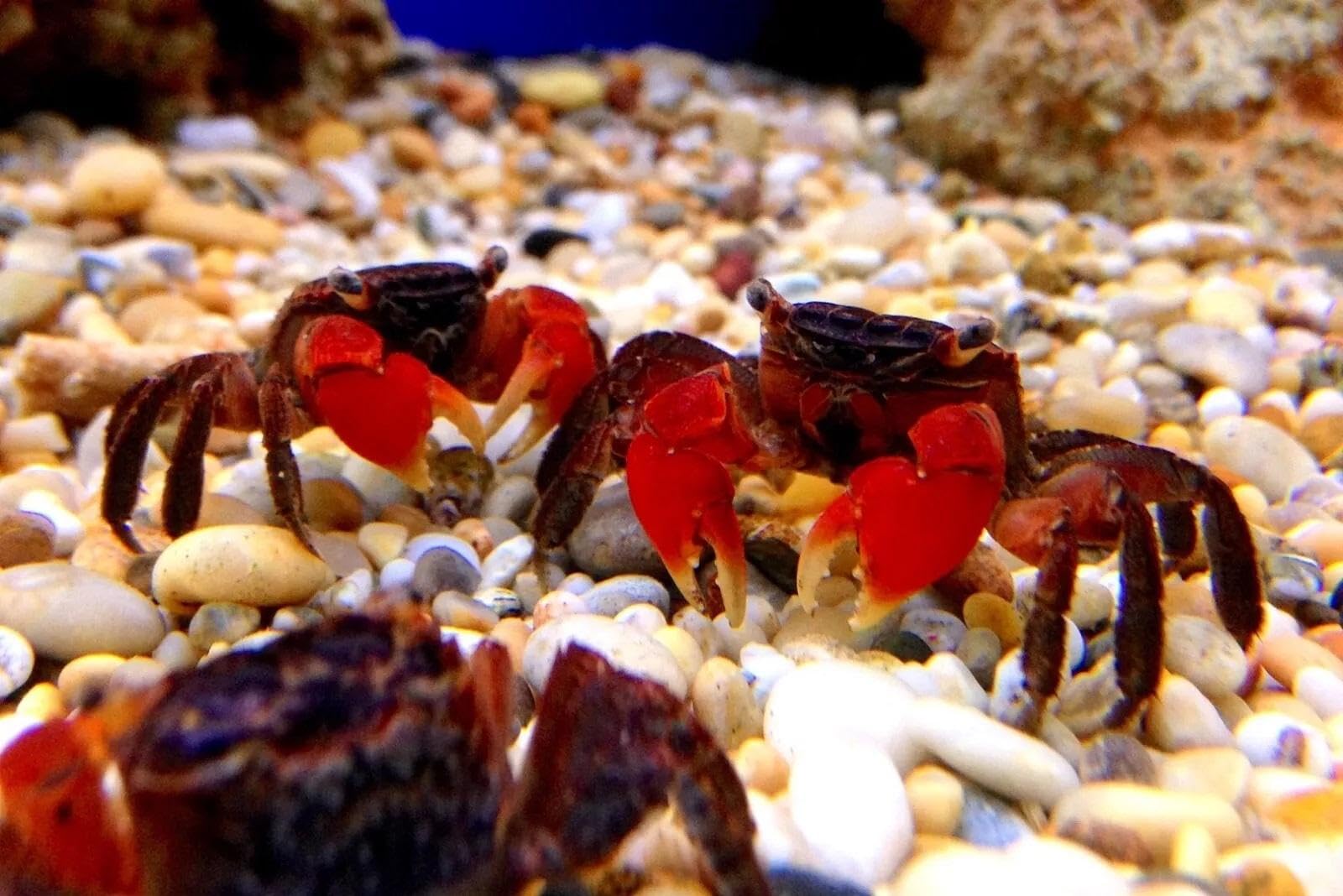 Aquatic Foods Inc. calcium feeders disk color-enhancers promotes vibrant coloration in crustaceans.