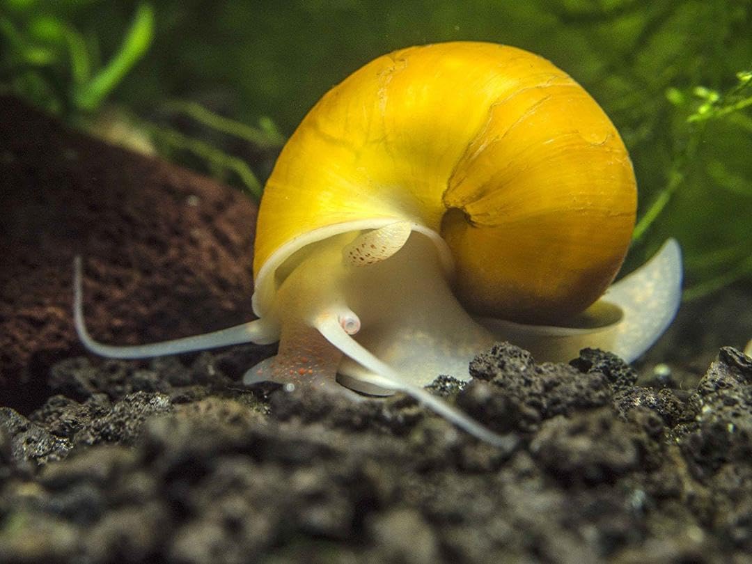 Aquatic Foods Inc. calcium feeders disk in-tank-use demonstrates sinking delivery for bottom-dwelling species.