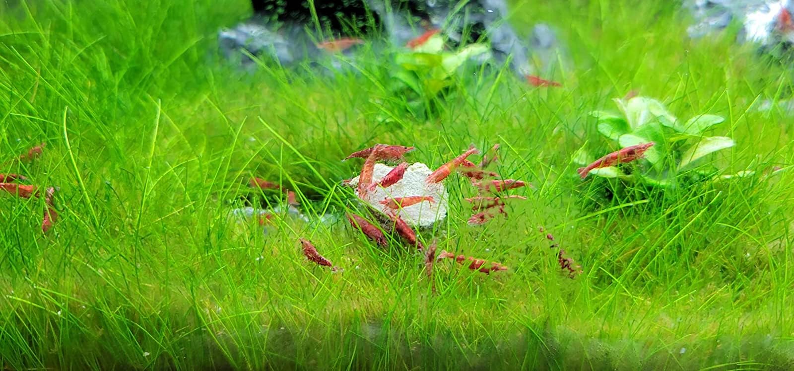 Aquatic Foods Inc. calcium feeders disk-krill-spirulina-content shows nutrient mix for color and vitality.