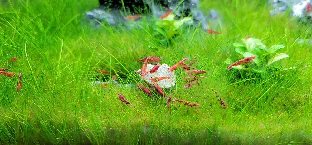 Aquatic Foods Inc. calcium feeders disk-krill-spirulina-content shows nutrient mix for color and vitality.