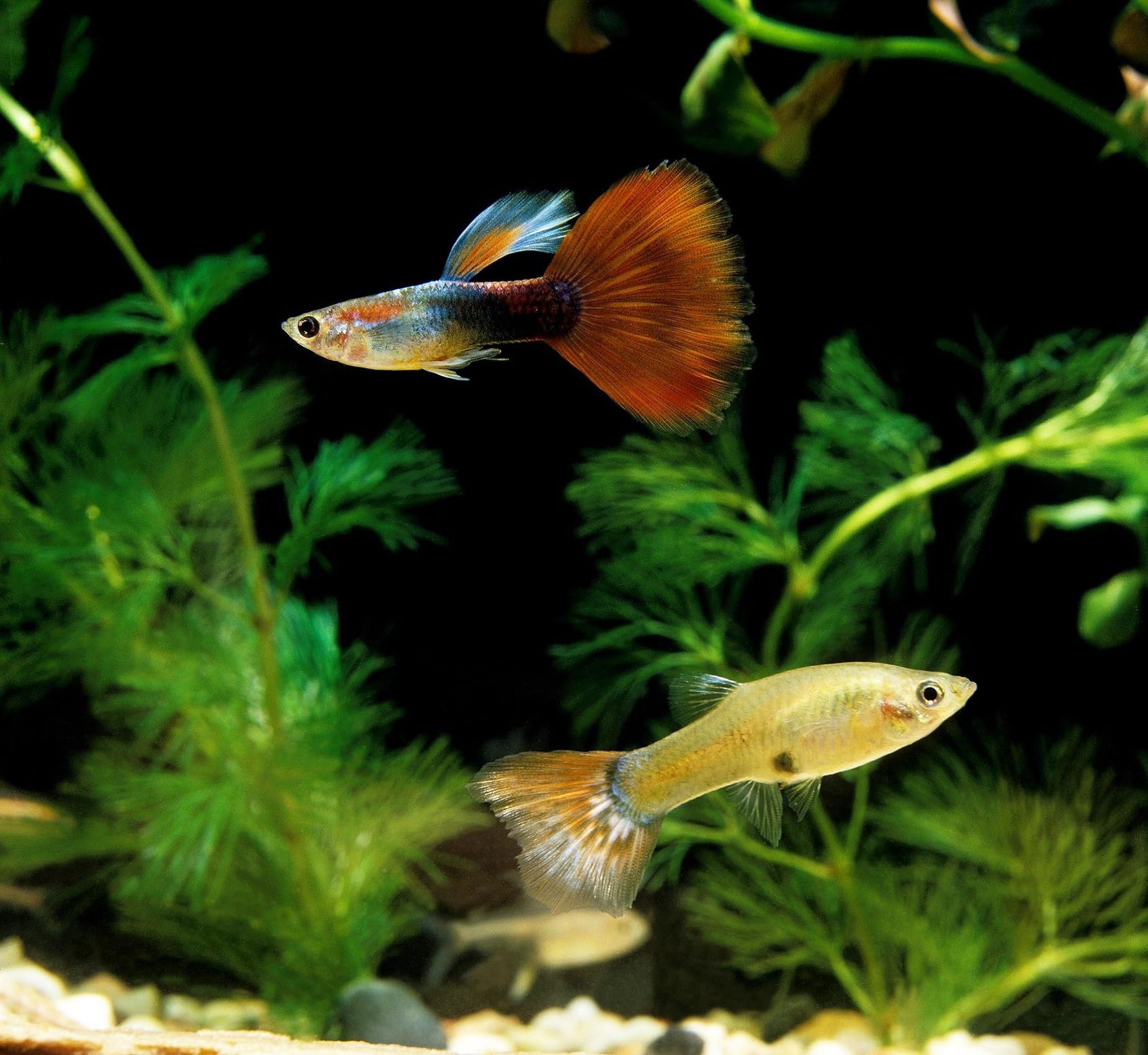 Aquatic Foods Inc feeding scene demonstrates easy portioning during regular aquarium routines.