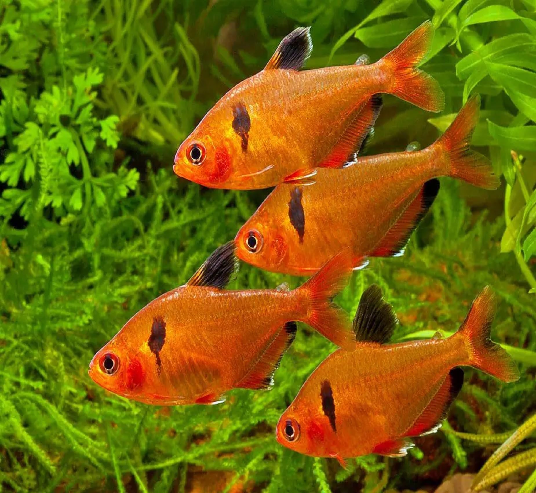 Aquatic Foods Inc flakes dispersing in water show quick sinking or floating options.