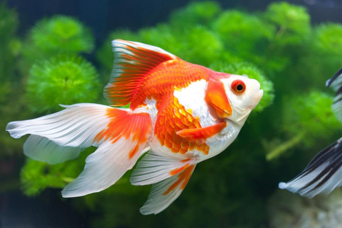 Aquatic Foods Inc ingredient snapshot highlights marine proteins and vitamins for fish health.